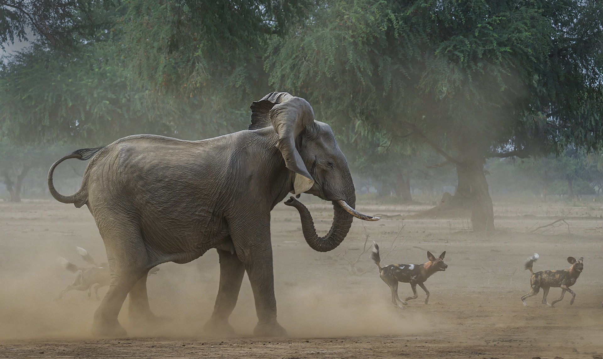 Zambia photography safari